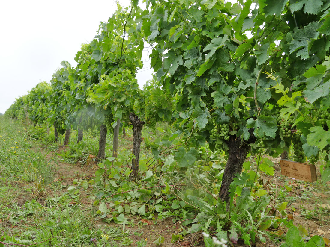 Виноградник на урожай